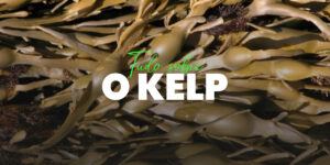 Kelp: Propriedades, benefícios e efeitos secundários