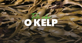 Kelp: Propriedades, benefícios e efeitos secundários