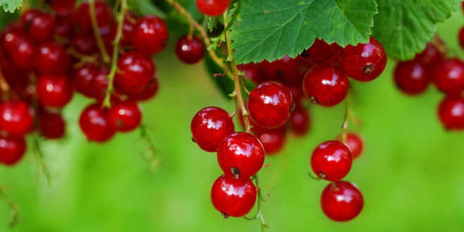 frutas vermelhas fontes