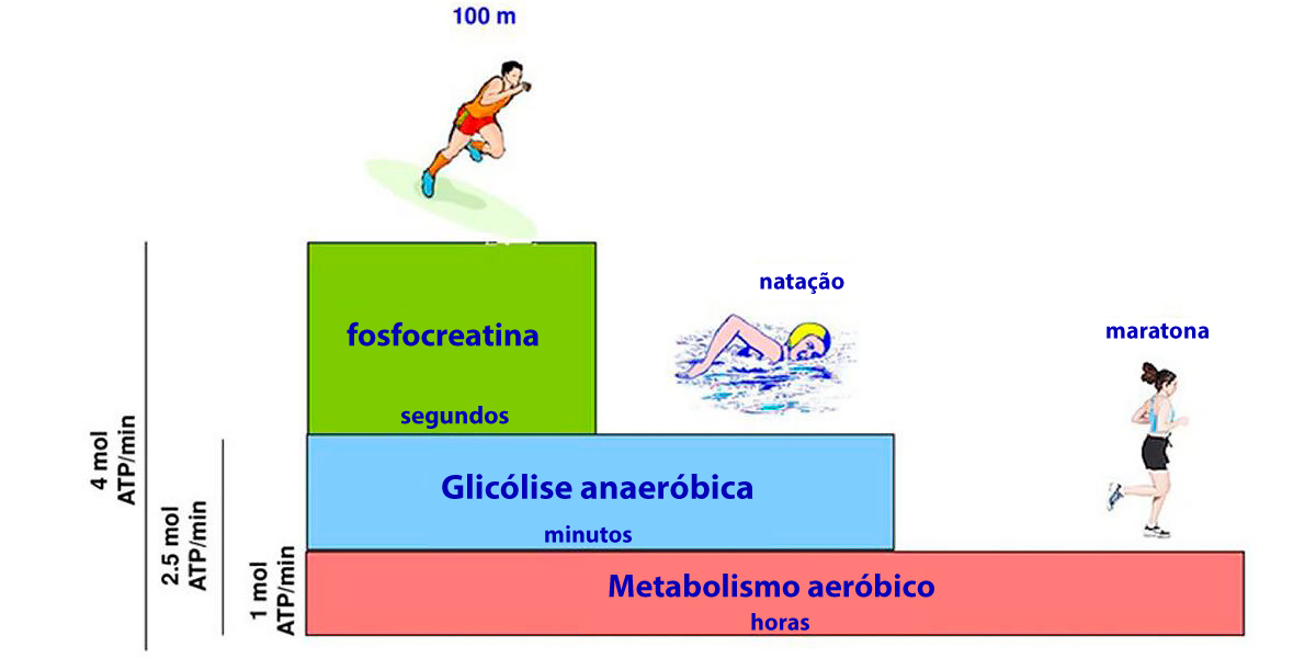 Energia muscular