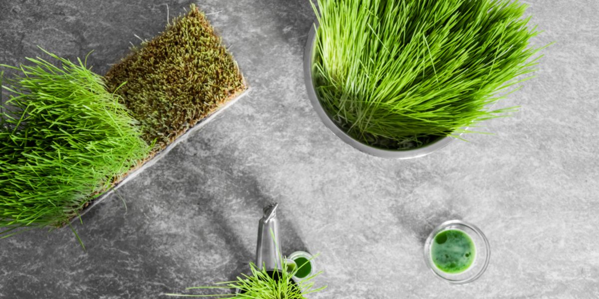 cultivar erva de trigo-o que é