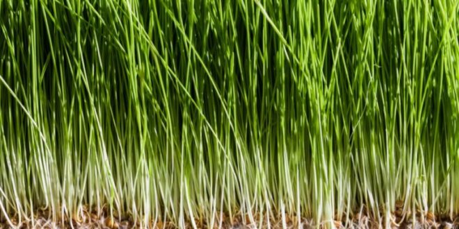 Erva-de-Trigo – Conhece os seus Benefícios e Propriedades