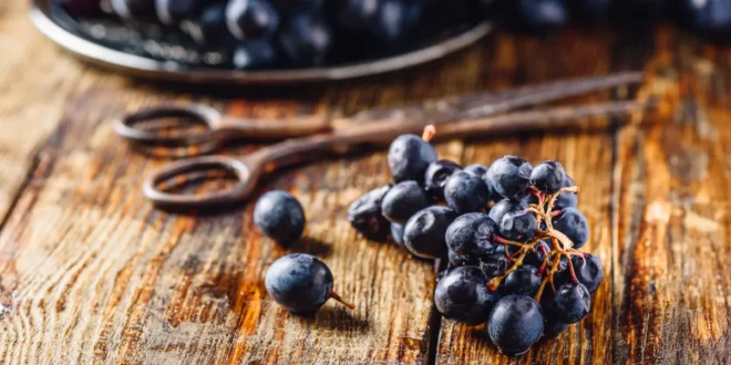 Resveratrol: Benefícios para a Saúde