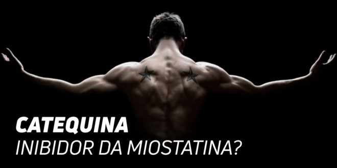 Epicatequina do cacau: inibidor da Miostatina? Epicatequina do cacau: inibidor da Miostatina?