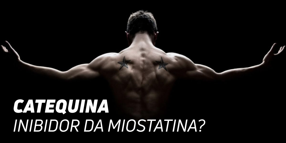 Epicatequina do cacau: inibidor da Miostatina?