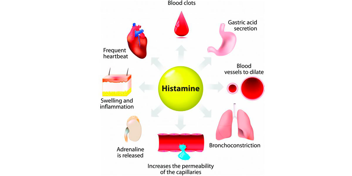 benefícios histidina