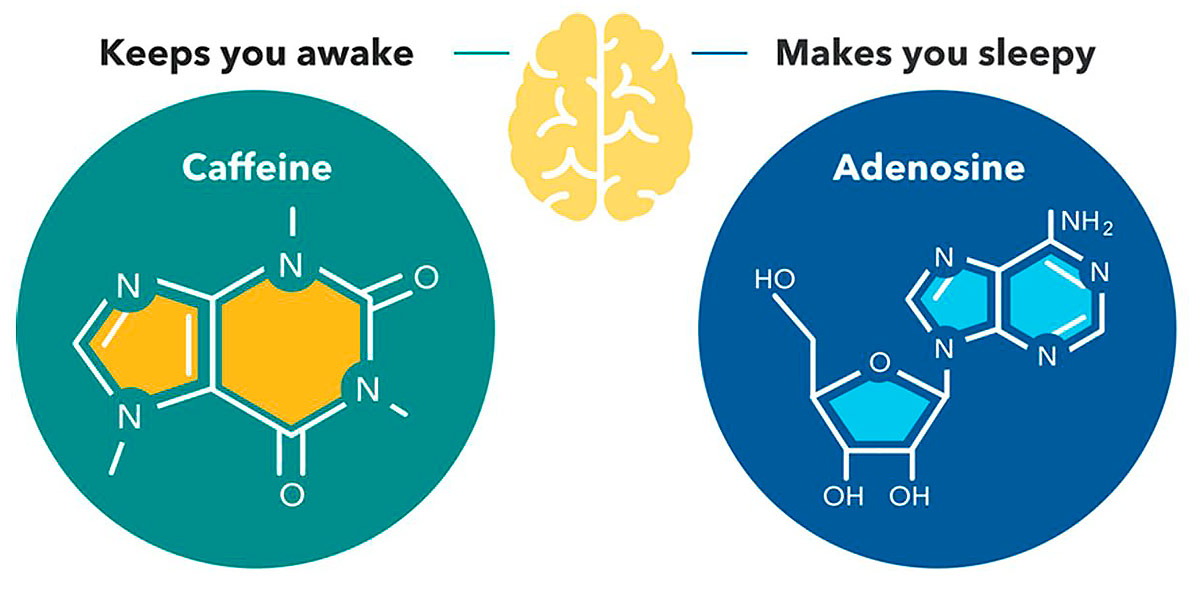 cafeina vs adenosina