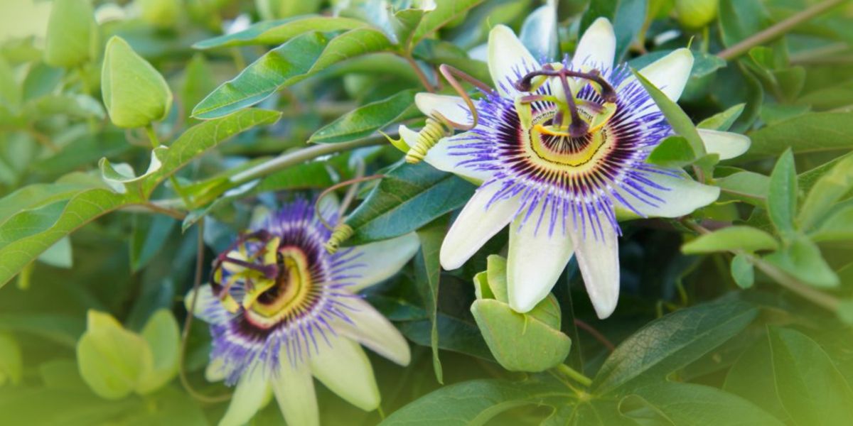 flor passiflora
