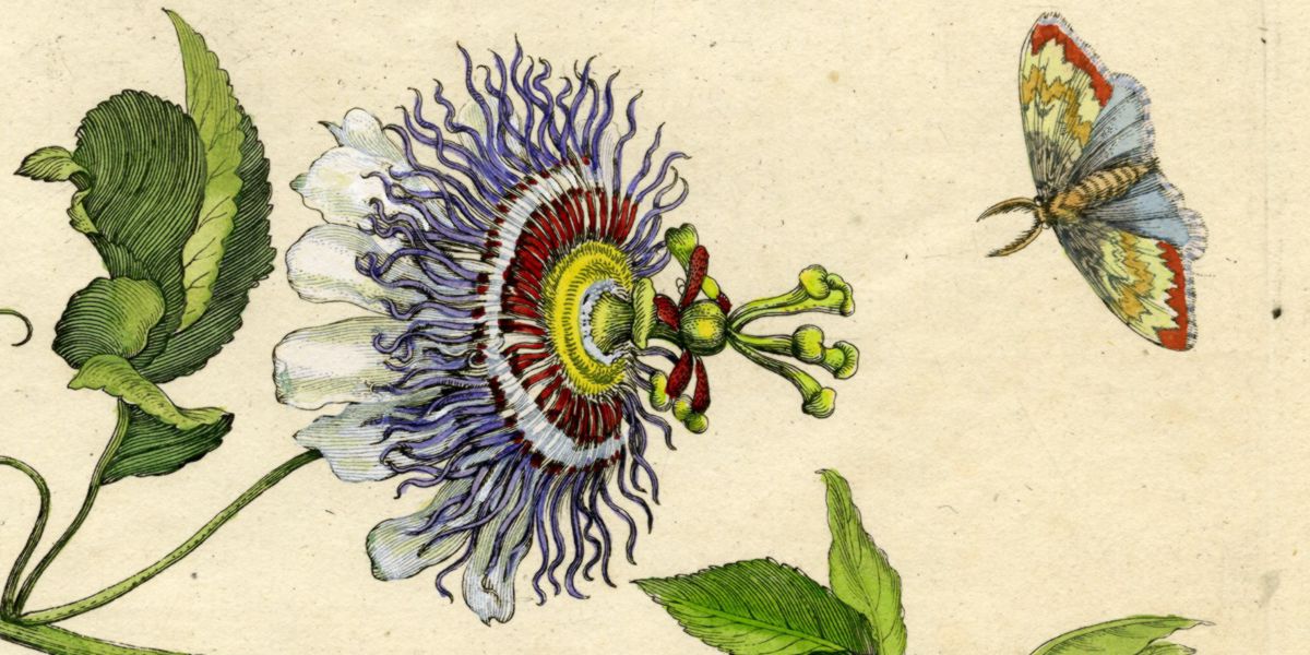 historia passiflora