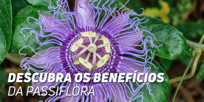 Passiflora: Descobre os Benefícios Naturais desta Planta