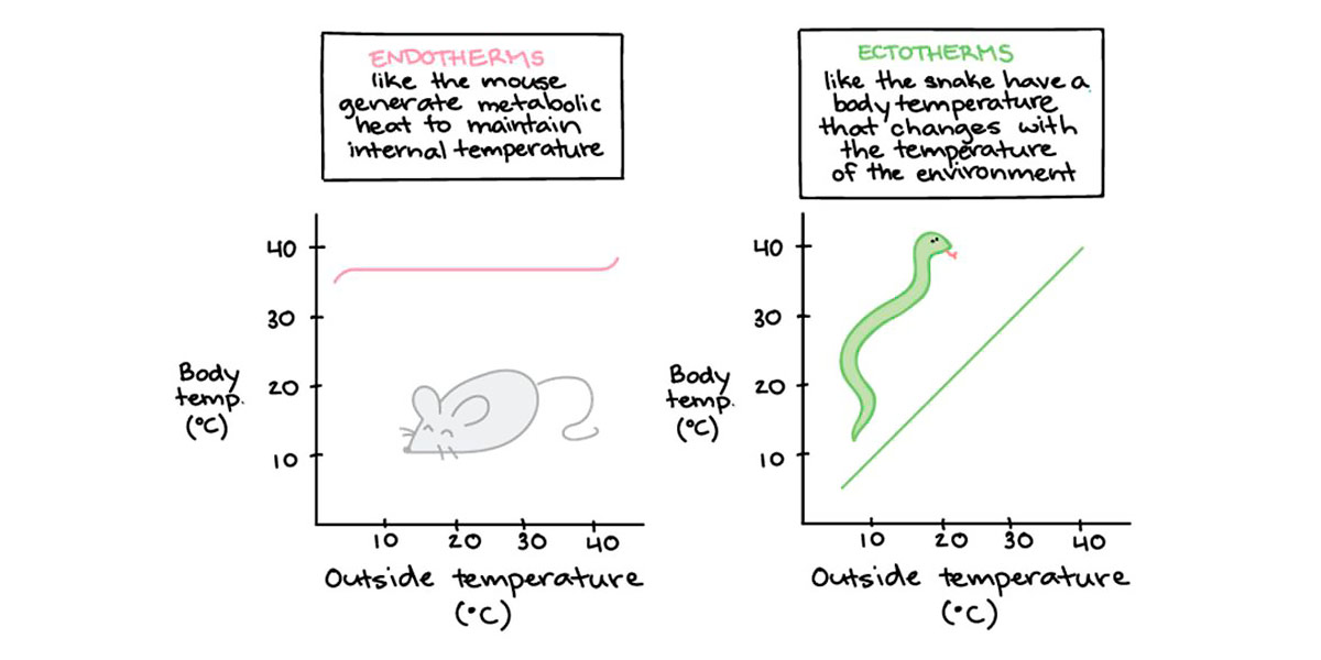 temperatura corporal biomarcadores temperatura corporal biomarcadores