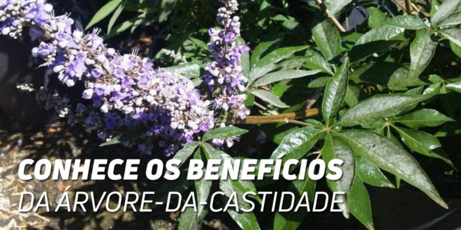 Vitex Agnus Castus: Propriedades e Benefícios para a Saúde Feminina Vitex Agnus Castus: Propriedades e Benefícios para a Saúde Feminina