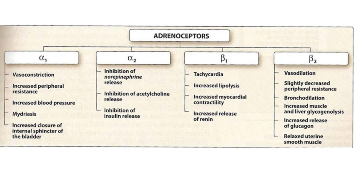adrenoreceptois