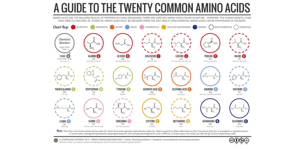 aminoacidos proteinogenicos