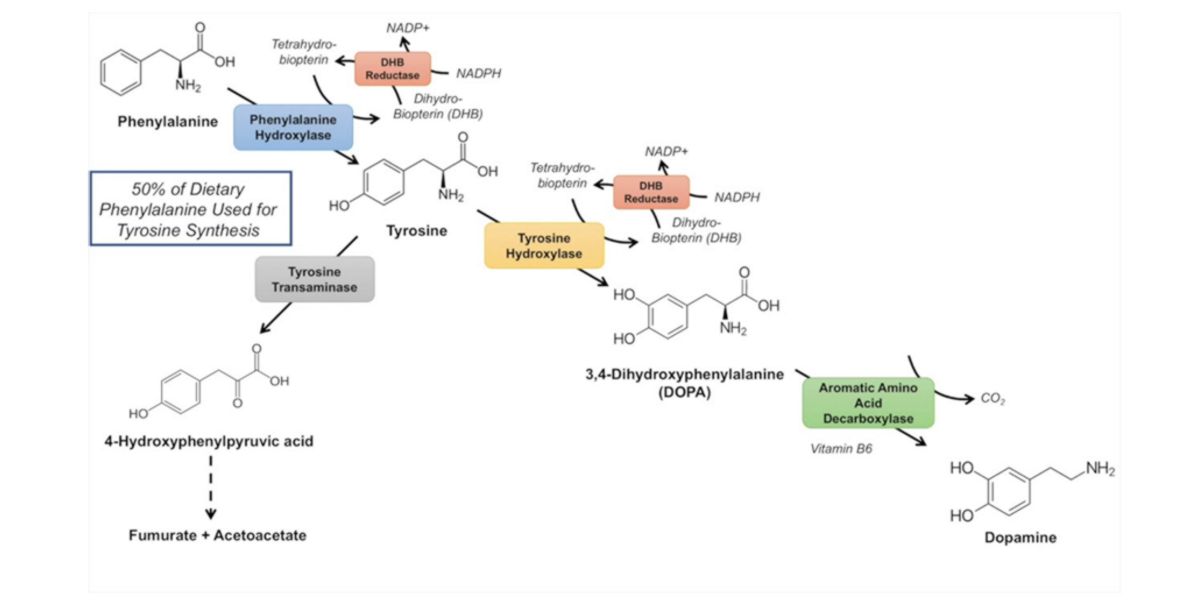 sintese catecolaminas