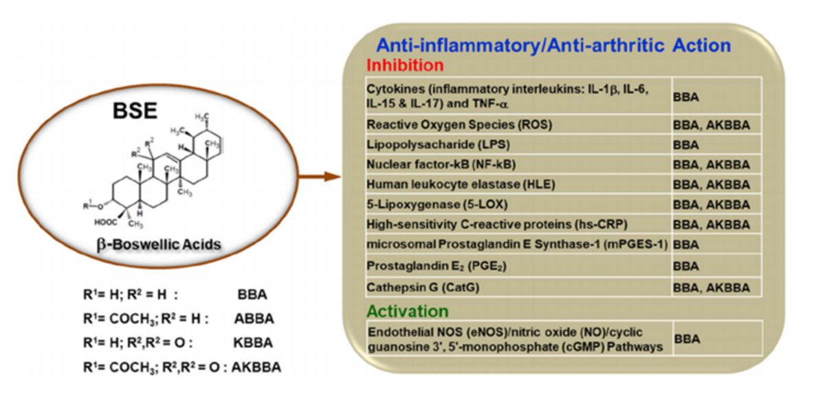 Accao anti inflamatoria