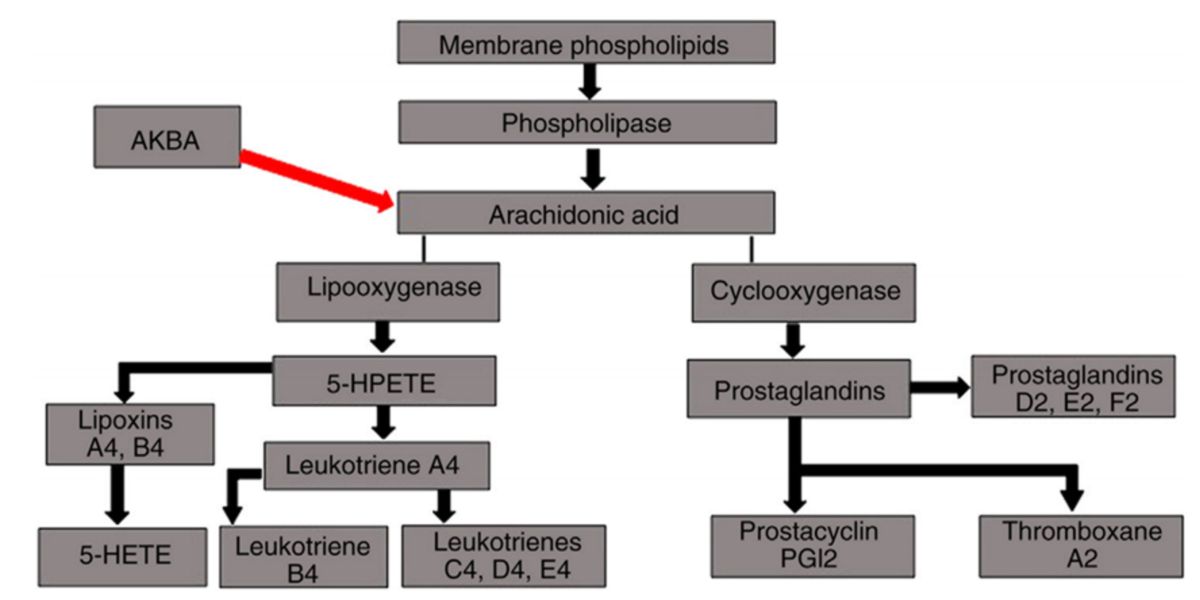 Biossíntese leucotrienos
