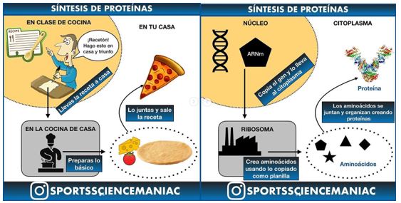 Infografia síntese proteínas