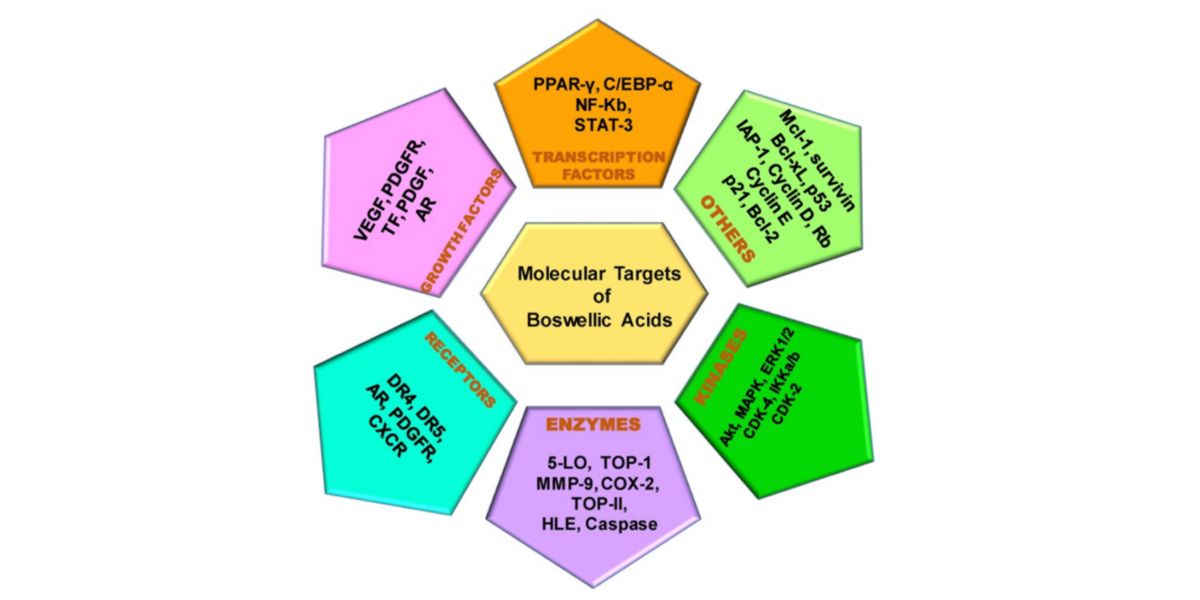Objectivos accao molecular