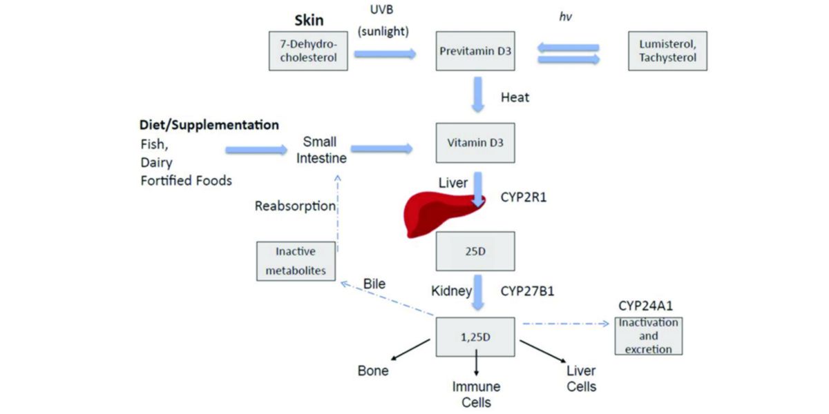 Cinética da vitamina D