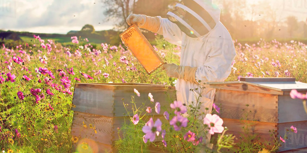 Flores