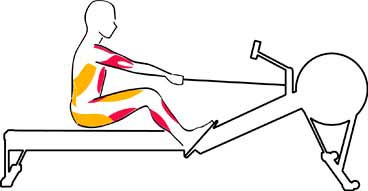 Músculos utilizados recovery