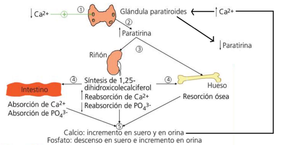 Regulação do cálcio