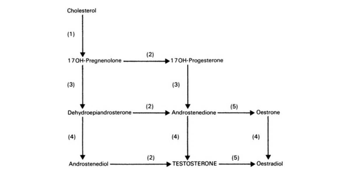 Sintese hormonas sexual
