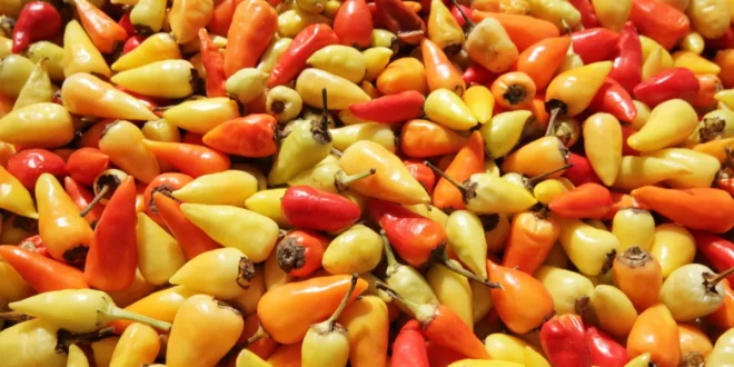 Benefícios da capsaicina para perder peso e reduzir a dor articular