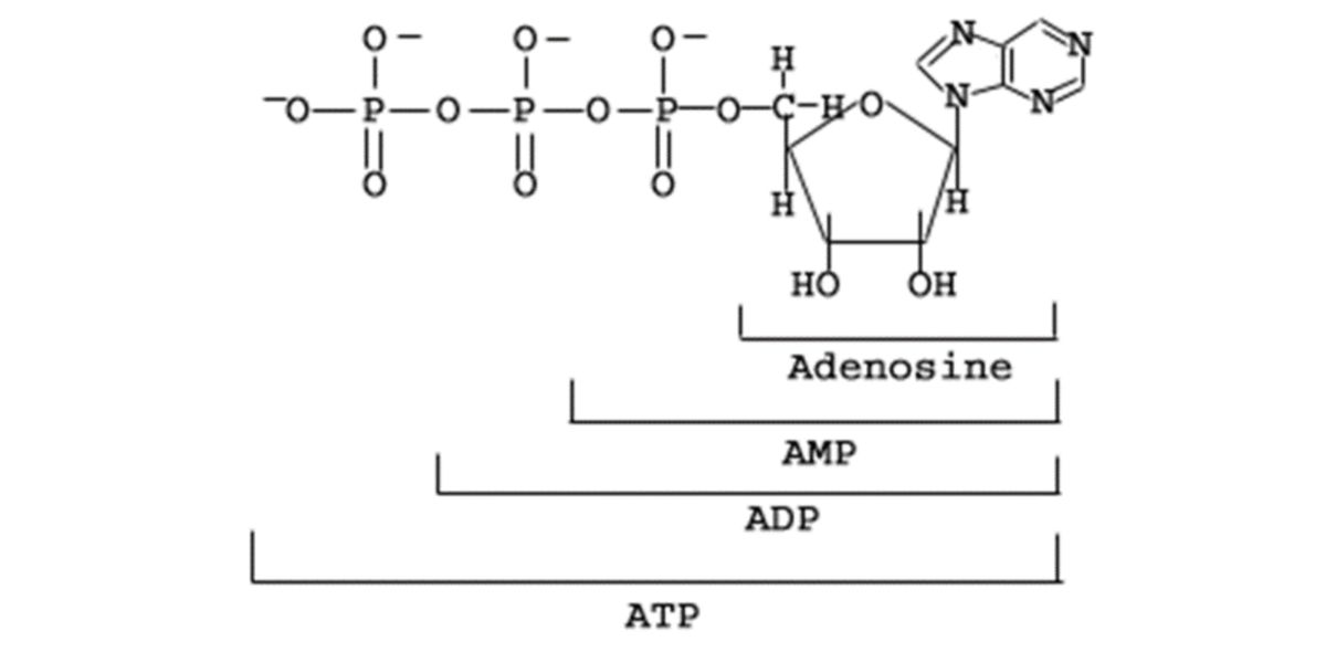 Adenosina Adenosina