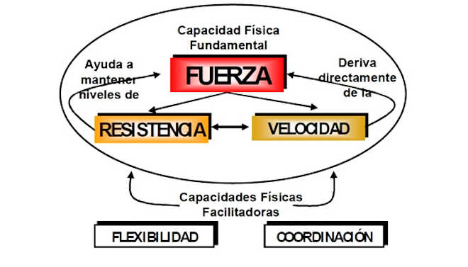 Hierarquia das capacidades físicas básicas Hierarquia das capacidades físicas básicas
