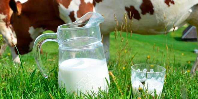 Leche cruda