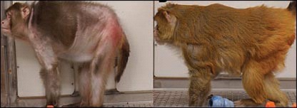 Macaco 2