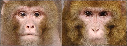 Macaco
