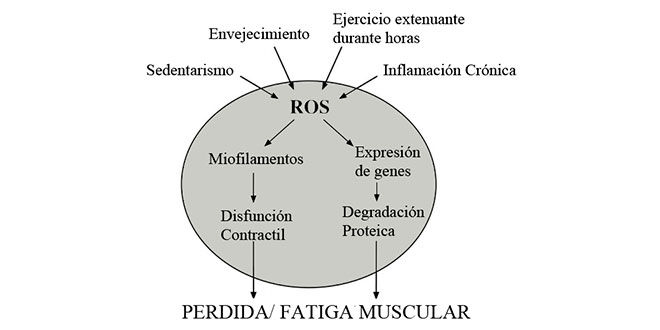 Perdida fadiga muscular