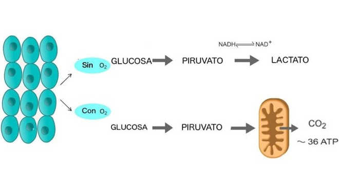 Processo glicolise