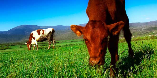 Vaca