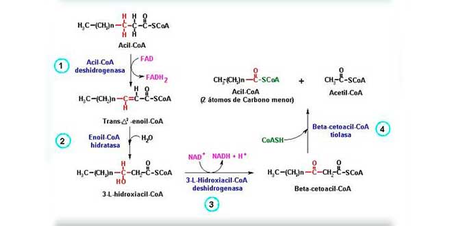 Beta Oxidação Beta Oxidação