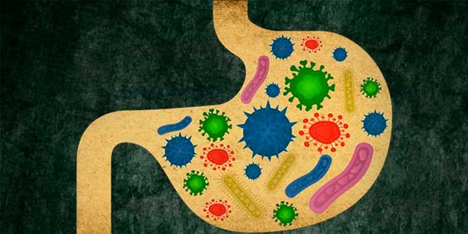 Flora intestinal Flora intestinal