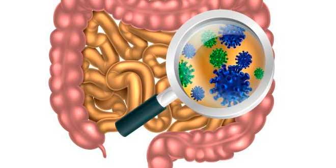 Intestino Intestino