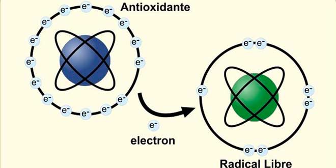Antioxidante radicais livres