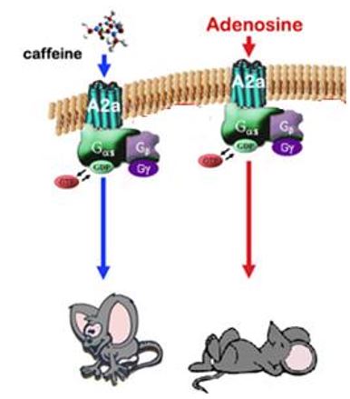 Cafeína adenosina