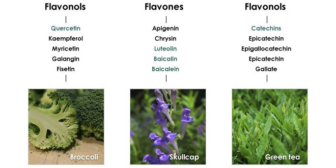 Flavonóides Flavonóides