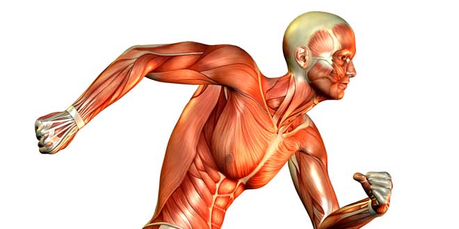 Tecido Muscular Tecido Muscular