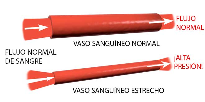 Vasos sanguíneos Vasos sanguíneos