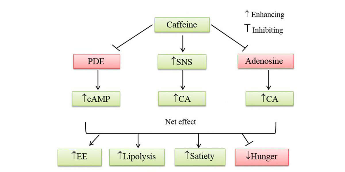 Diagrama lipólise Diagrama lipólise