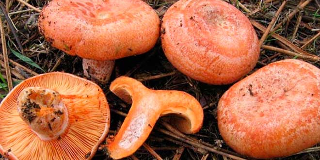 Níscalo ou rovellón