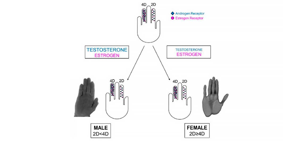 Predominância hormonal Predominância hormonal