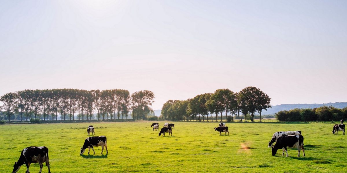 Vacas alimentadas livremente