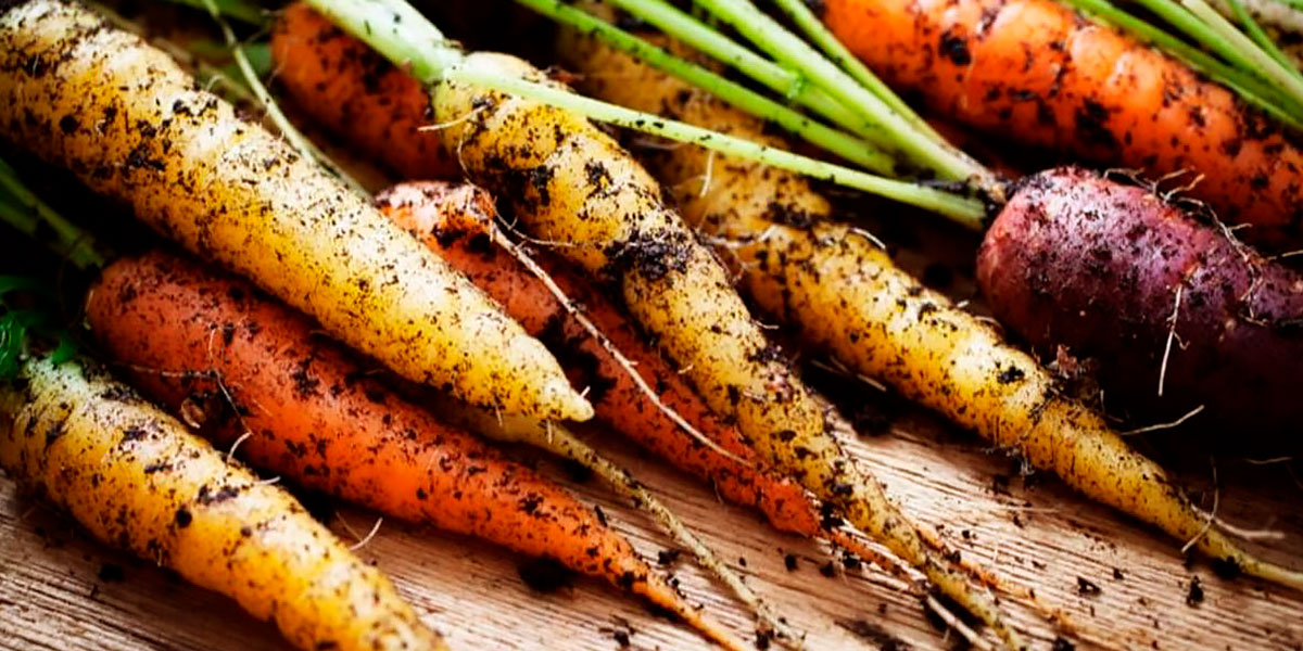 Alimentos ecológicos